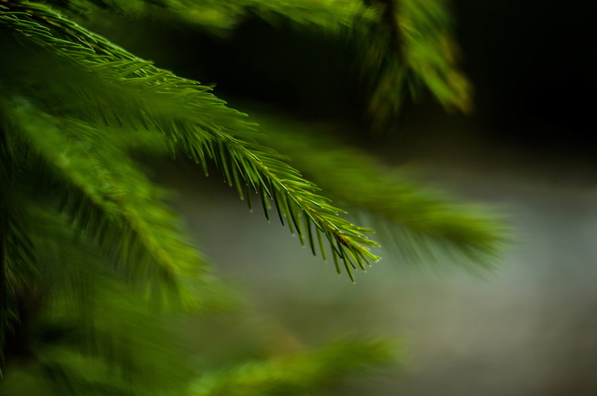 Close-up of green pine needles with blurred background