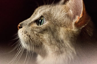 Close-up portrait of a grey tabby cat with green eyes