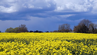 Vibrant Yellow Rapeseed Field Under Blue Cloudy Sky