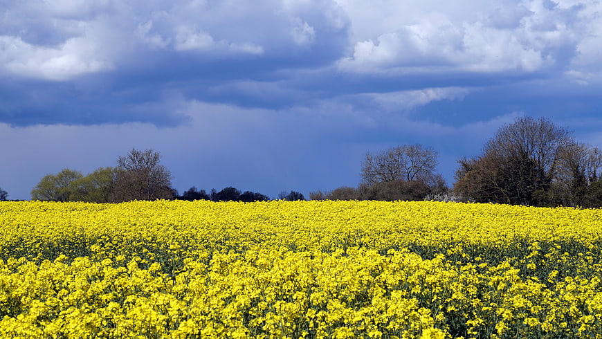 Vibrant Yellow Rapeseed Field Under Blue Cloudy Sky