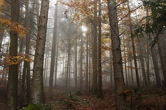 Misty Autumn Forest with Sunlight Filtering Through Trees