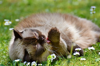 Cute Cat Grooming Face In Green Grass With White Flowers