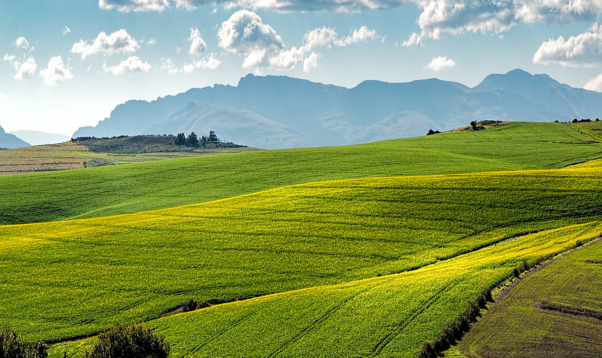Vibrant yellow canola fields rolling hills mountains