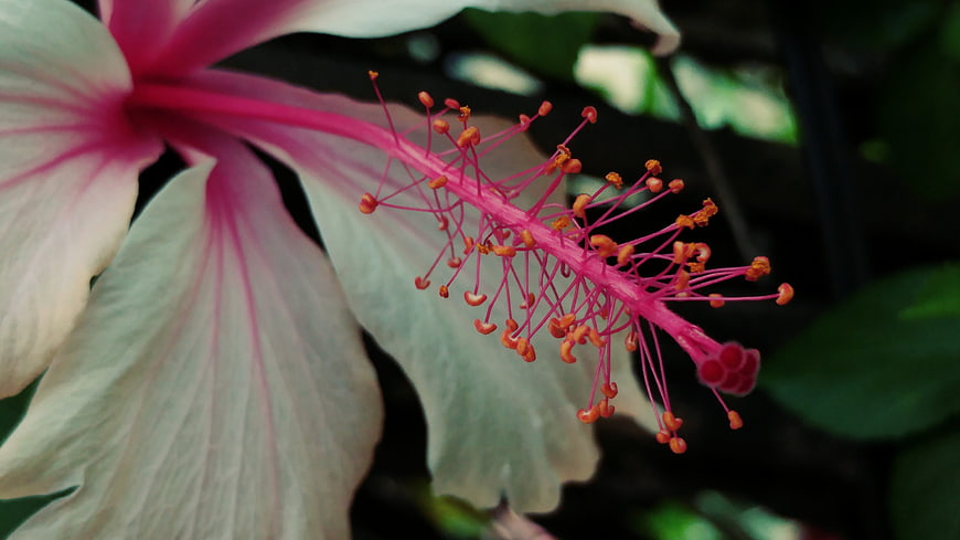 Close-up of Pink Hibiscus Flower with Detailed Pistil