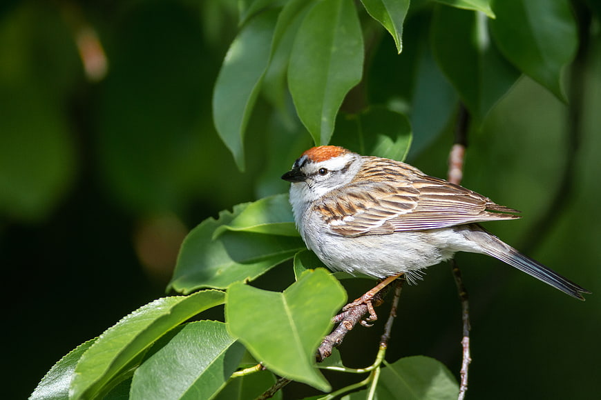 Chipping Sparrow Perched on Green Leaves in Sunlight