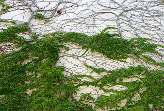Green Ivy Vines Climbing a Textured White Wall