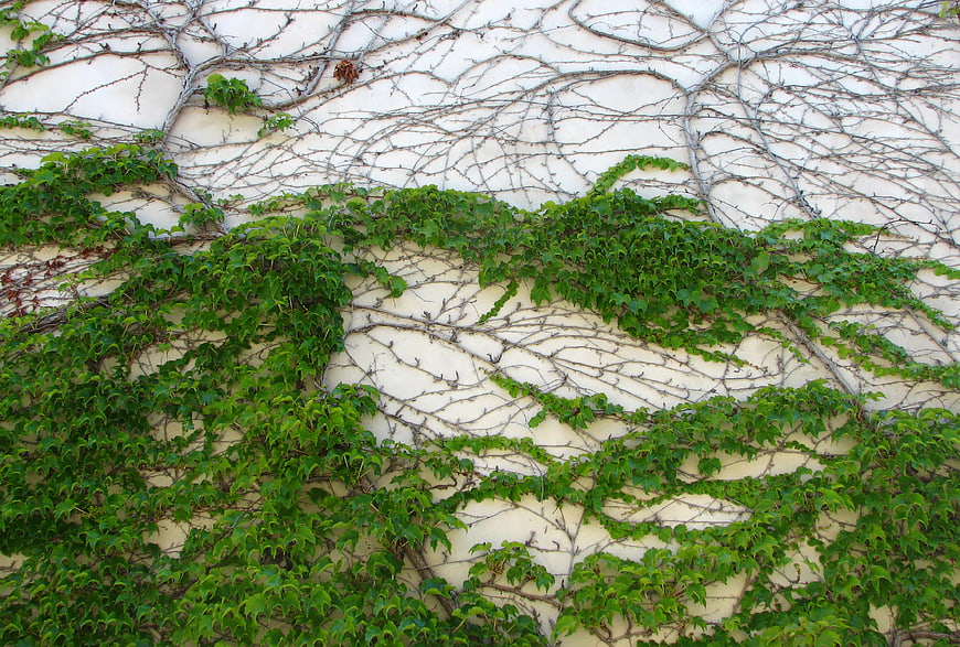 Green Ivy Vines Climbing a Textured White Wall