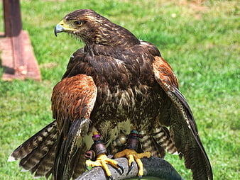 Majestic Harris Hawk Perched on Glove in Nature