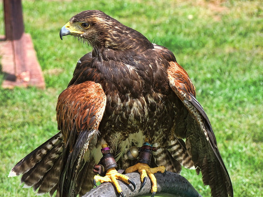 Majestic Harris Hawk Perched on Glove in Nature