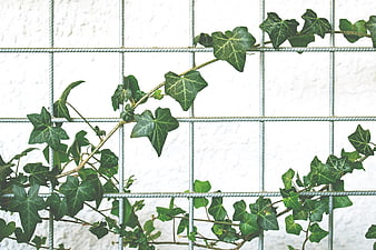 Green ivy vines climbing a metal wire grid fence against a white wall