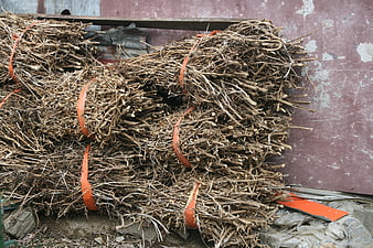 Stacked bundles of dried roots with orange straps