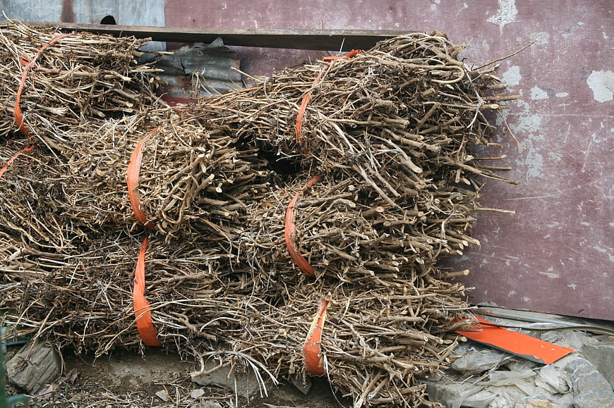 Stacked bundles of dried roots with orange straps