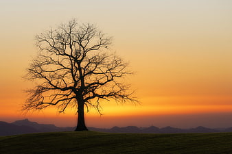 Silhouette of a bare tree on a hill at sunset