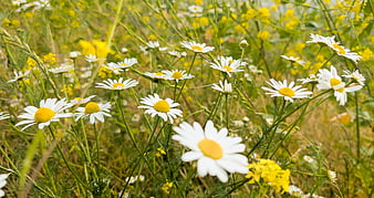 White daisies blooming in a sunny meadow