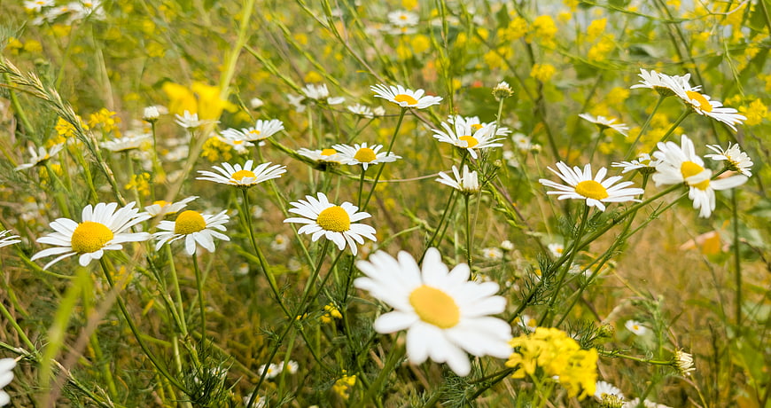 White daisies blooming in a sunny meadow