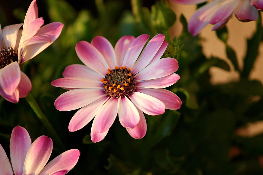 Close-up of Pink African Daisy with Green Background
