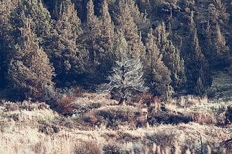 Lone bare tree in dry grassy field with pine forest background