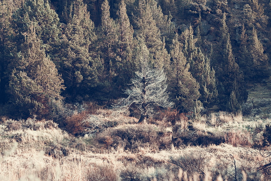 Lone bare tree in dry grassy field with pine forest background