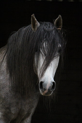 Close-up portrait of a grey horse with a long dark mane