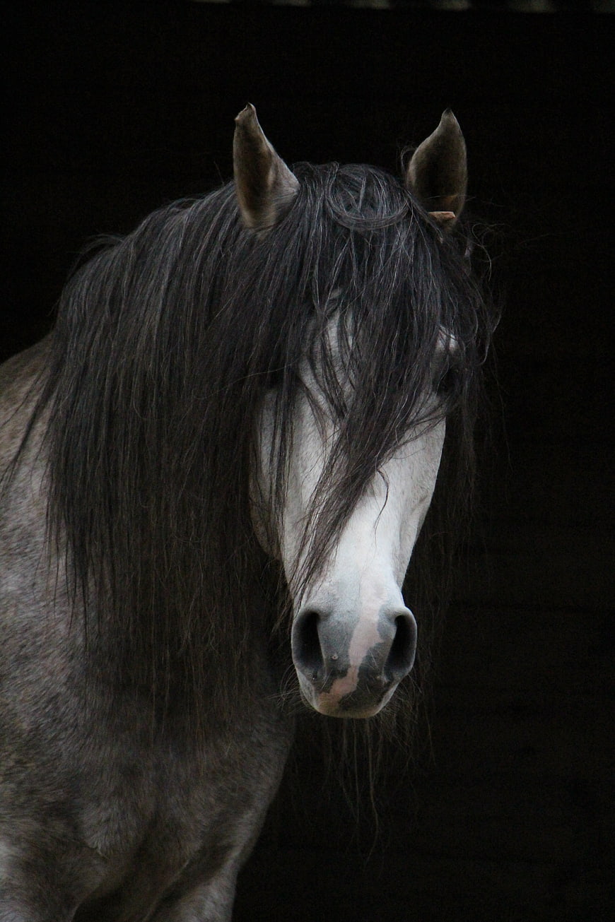 Close-up portrait of a grey horse with a long dark mane