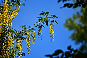 Yellow Laburnum Flowers Hanging Against Blue Sky