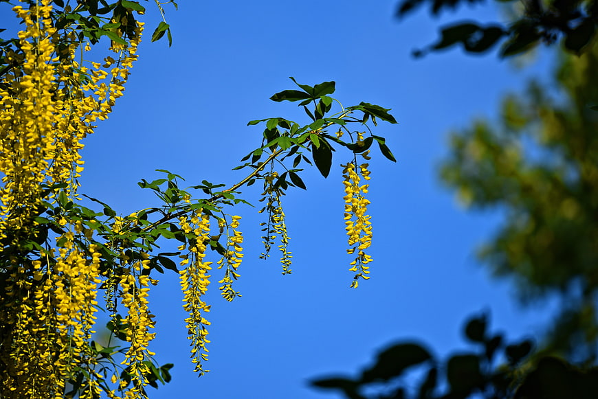 Yellow Laburnum Flowers Hanging Against Blue Sky