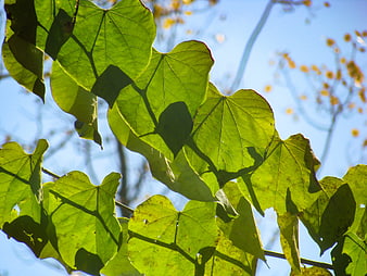 Backlit Green Leaves Against Blue Sky