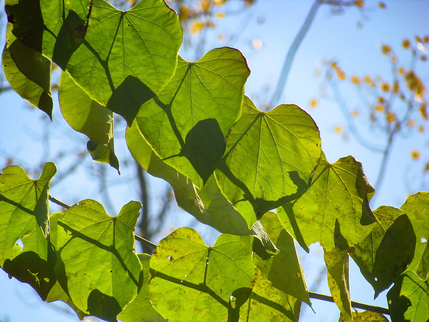 Backlit Green Leaves Against Blue Sky