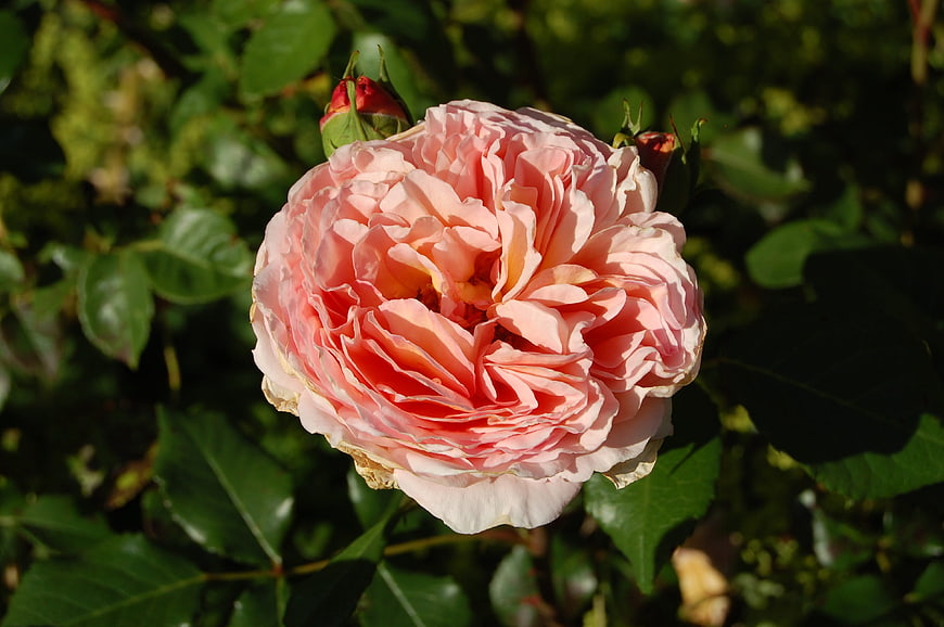 Close-up of a blooming pink rose in a garden