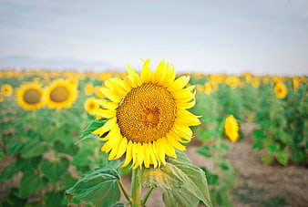 Vibrant Sunflower in a Field with Blurred Background