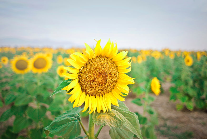 Vibrant Sunflower in a Field with Blurred Background