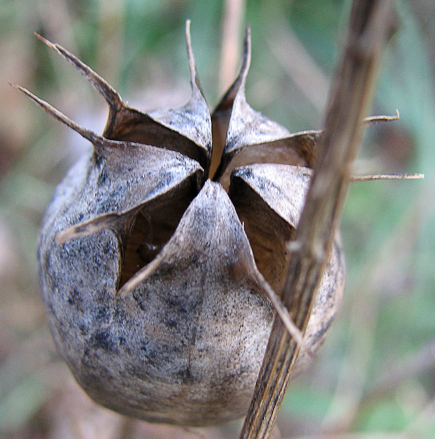 Close-up of dried seed pod with sharp spikes