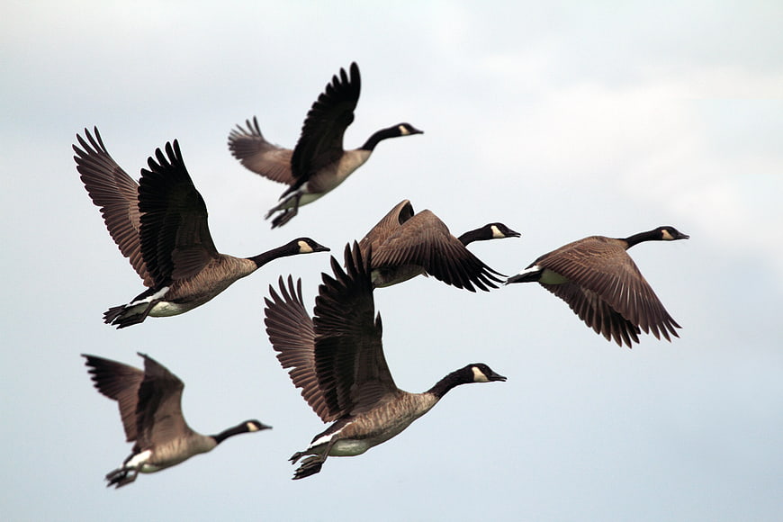 Flock of Canada Geese Flying in Formation Against Blue Sky