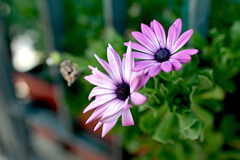 Close-up of two purple African daisy flowers with green leaves