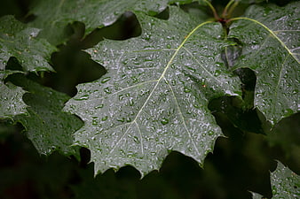 Close-up of wet oak leaves with rain droplets