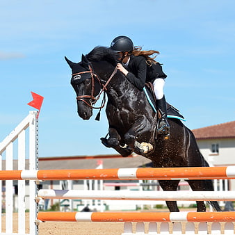 Equestrian rider on black horse jumping over orange and white obstacle