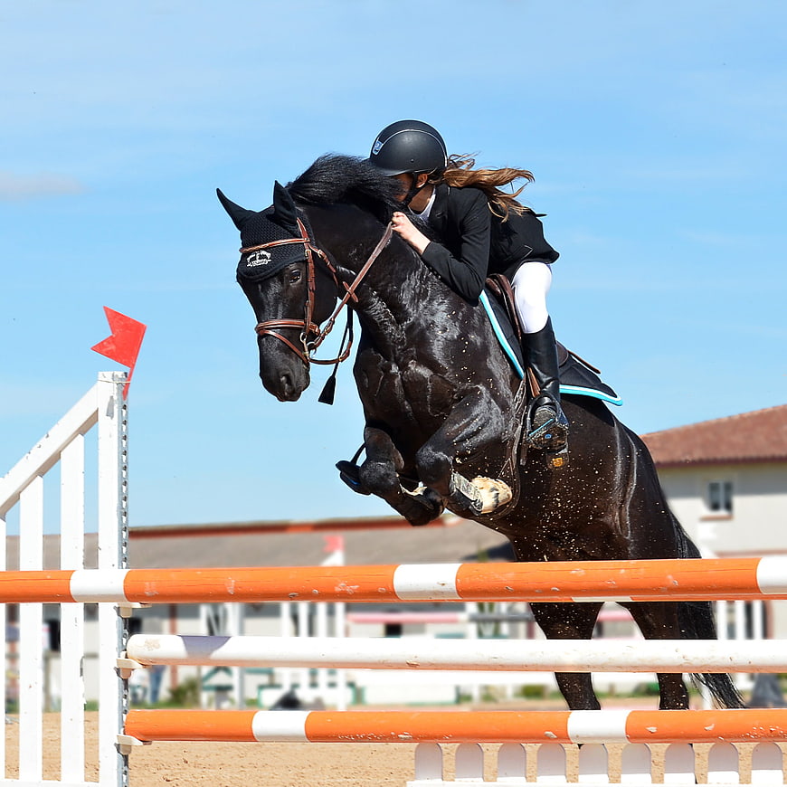 Equestrian rider on black horse jumping over orange and white obstacle