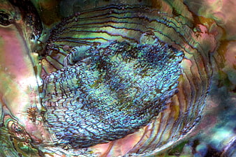 Close-up of iridescent abalone shell with vibrant blue and green textures