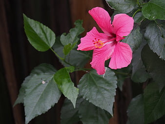 Vibrant Pink Hibiscus Flower with Green Leaves
