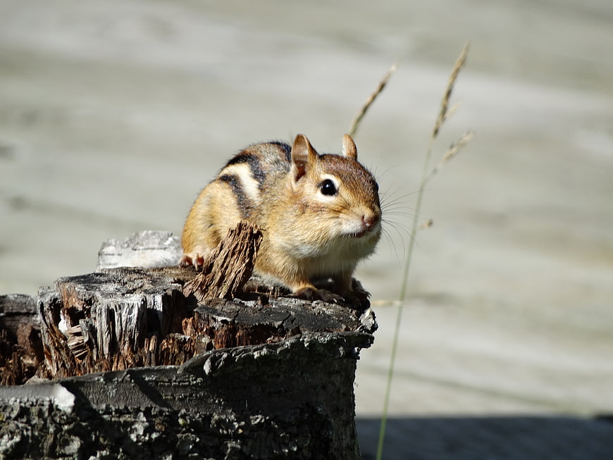 Cute chipmunk perched on a weathered tree stump