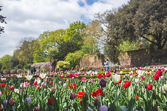 Colorful Tulip Garden in Spring with Trees