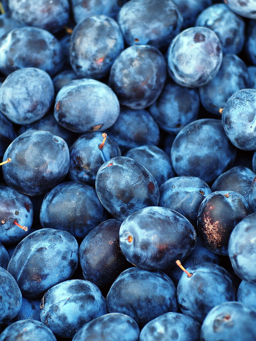Close-up of fresh blue plums with natural bloom texture
