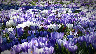 Vibrant Purple and White Crocus Flower Field in Spring