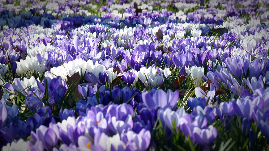 Vibrant Purple and White Crocus Flower Field in Spring