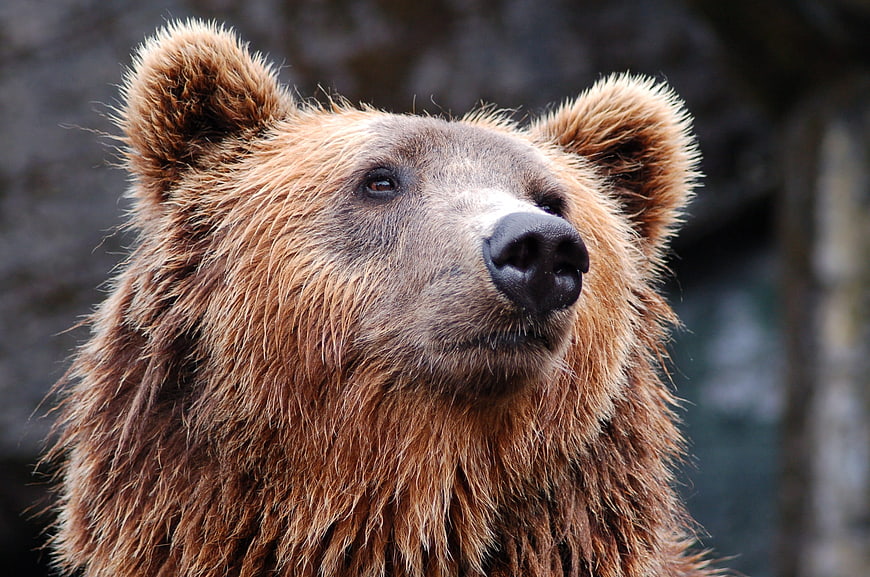 Close-up portrait of a brown bear head in profile