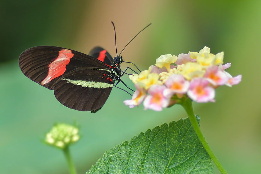 Close-up of Red Postman Butterfly on Pink and Yellow Lantana Flower