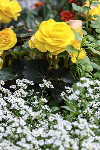Vibrant Yellow Begonias and White Alyssum Garden Flowers