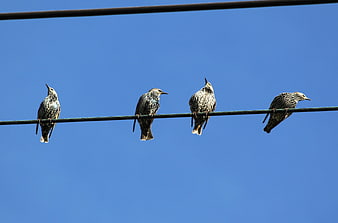 Four Starlings Perched On Power Line Against Blue Sky