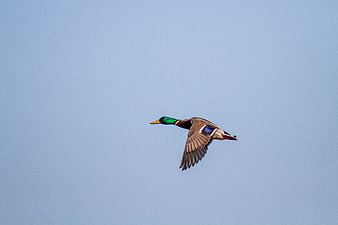 Male Mallard Duck Flying Against Blue Sky