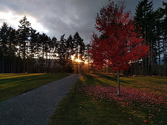 Vibrant red maple tree on gravel path at sunset